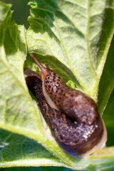 貝なしでカタツムリ ヒョウナメクジLimax Maxus 家族Limacidae 緑の葉に這う ウクライナ 高品質の写真 — ストック写真