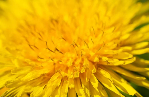 Желтый Цветок Одуванчика Лепестки Крупным Планом Высокое Качество Фото — стоковое фото