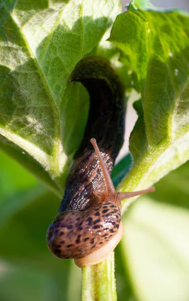 Улитка Раковины Leopard Slug Limax Maximus Семейство Limacidae Ползает Зелёных — стоковое фото