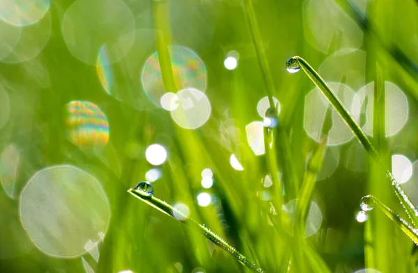 Nahaufnahme Von Grünen Grashalmen Mit Tau Oder Regentropfen Mit Sonnenstrahlen — Stockfoto