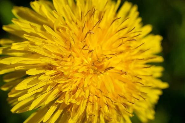 Flor Amarilla Diente León Pétalos Cerca Foto Alta Calidad — Foto de Stock