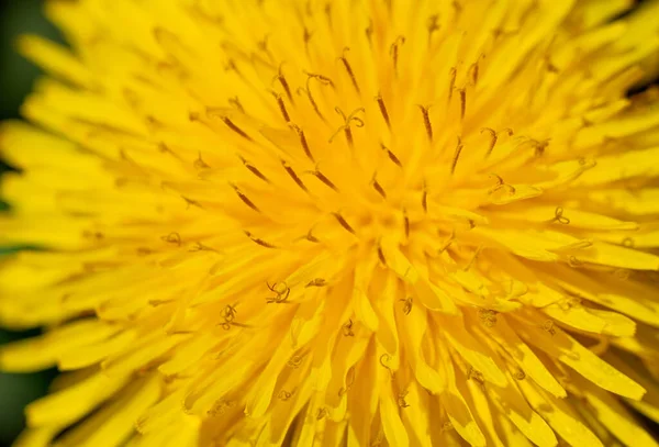 Flor Dente Leão Amarela Pétalas Perto Foto Alta Qualidade — Fotografia de Stock