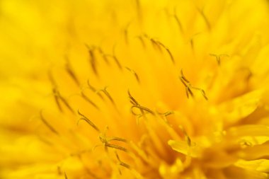 Sarı karahindiba çiçeği, yakın plan taç yaprakları. Yüksek kalite fotoğraf