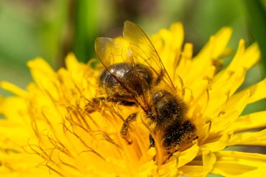 Bahar sarısı bir karahindiba çiçeğinin nektarını alan bir bal arısının yakın çekimi. Yüksek kalite fotoğraf