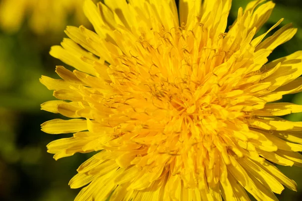 Желтый Цветок Одуванчика Лепестки Крупным Планом Высокое Качество Фото — стоковое фото