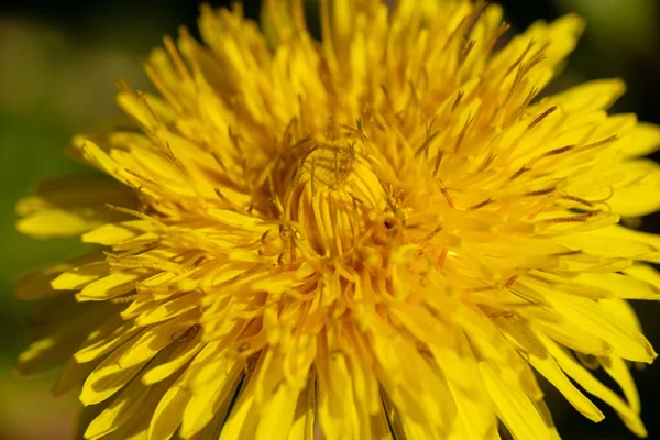 Flor Amarilla Diente León Pétalos Cerca Foto Alta Calidad — Foto de Stock