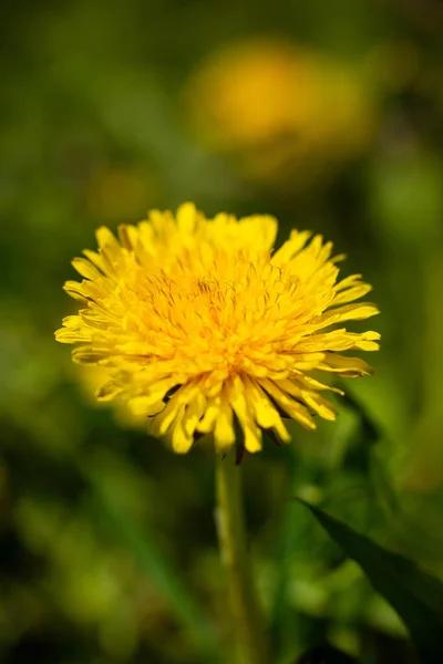 Άνοιξη Λουλούδι Κίτρινο Πικραλίδα Πράσινο Φόντο Γρασίδι Υψηλής Ποιότητας Φωτογραφία — Φωτογραφία Αρχείου