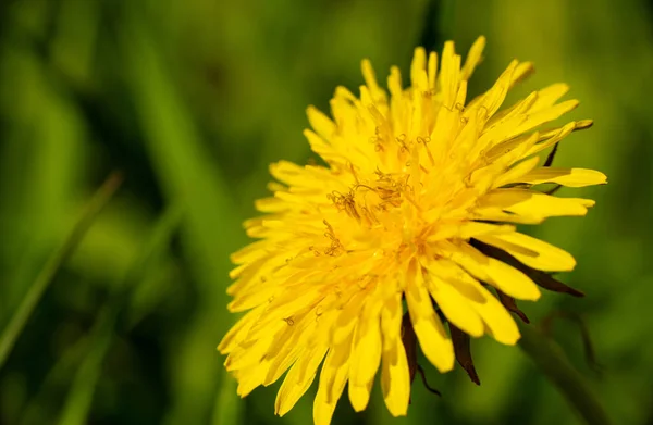 Flor Primavera Diente León Amarillo Sobre Fondo Hierba Verde Foto — Foto de Stock