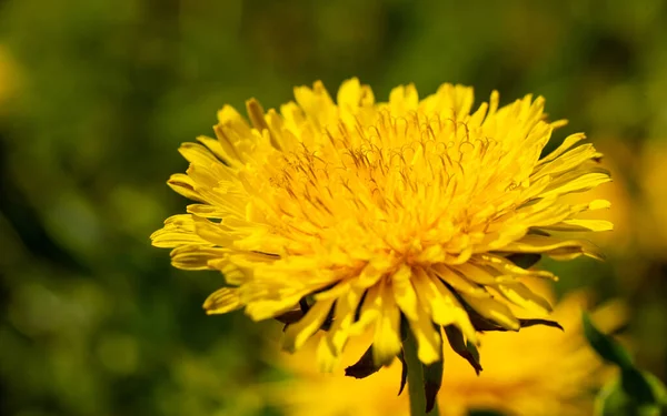 Весенний Цветок Желтый Одуванчик Зеленом Фоне Травы Высокое Качество Фото — стоковое фото