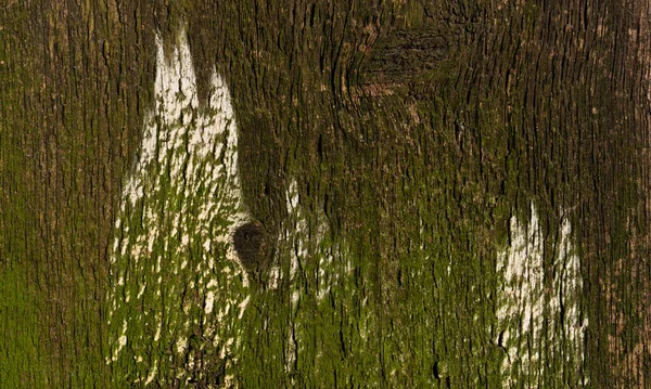 Brown Wood Background Wooden Plank Tree Trunk Close Roughness Cracks — Stok fotoğraf