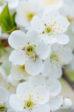 Güneşli bir günde, arka planda beyaz kiraz çiçekleri. Bahçede ya da parkta kar beyazı çiçek açar. Yüksek kalite fotoğraf