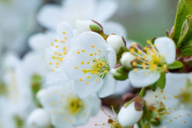 Güneşli bir günde, arka planda beyaz kiraz çiçekleri. Bahçede ya da parkta bahar çiçekleri. Yüksek kalite fotoğraf