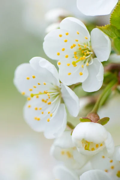 Flores Cereja Brancas Ramo Dia Ensolarado Contexto Leve Primavera Flor — Fotografia de Stock