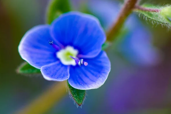 Μπλε Λουλουδάκια Φόντο Πράσινων Φύλλων Υψηλής Ποιότητας Φωτογραφία — Φωτογραφία Αρχείου