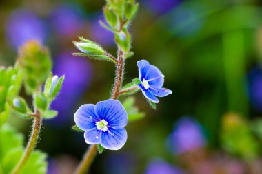 Yeşil yapraklı mavi menekşe çiçekleri. Yüksek kalite fotoğraf