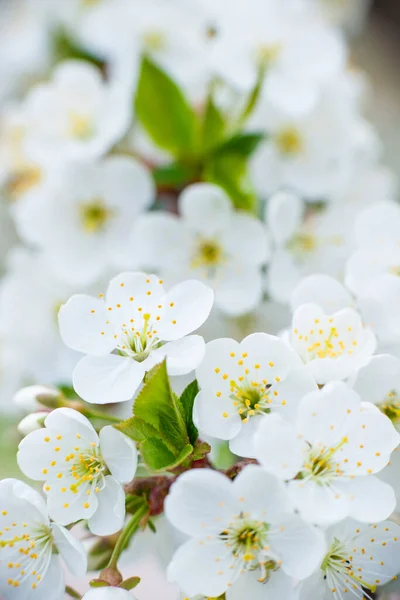 Белые Вишневые Цветы Ветке Солнечный День Светлом Фоне Весенний Снежно — стоковое фото