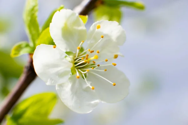 Белый Вишневый Цветок Солнечный День Зеленом Размытом Фоне Избирательным Фокусом — стоковое фото