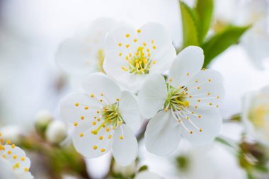 Güneşli bir günde, arka planda beyaz kiraz çiçekleri. Bahçede ya da parkta kar beyazı çiçek açar. Yüksek kalite fotoğraf