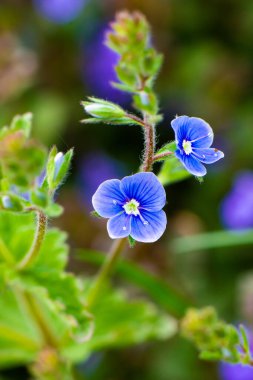 Yeşil yapraklı mavi menekşe çiçekleri. Yüksek kalite fotoğraf