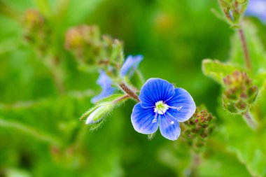 Yeşil yapraklı mavi menekşe çiçekleri. Yüksek kalite fotoğraf