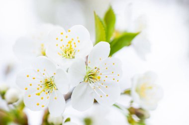 Güneşli bir günde, arka planda beyaz kiraz çiçekleri. Bahçede ya da parkta kar beyazı çiçek açar. Yüksek kalite fotoğraf