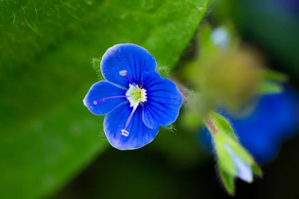Azul Flores Periwinkle Fundo Folhas Verdes Foto Alta Qualidade — Fotografia de Stock