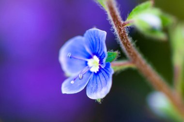 Yeşil yapraklı mavi menekşe çiçekleri. Yüksek kalite fotoğraf
