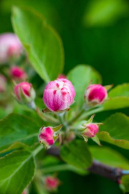 Açılmamış elma ağaçlarının pembe tomurcukları, güneşli bir günde bir dalda yeşil bir yaprak arka planına karşı. Bahçede ya da parkta bahar çiçekleniyor. Yüksek kalite fotoğraf