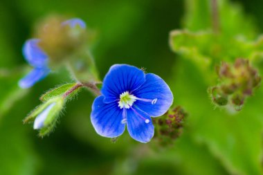 Yeşil yapraklı mavi menekşe çiçekleri. Yüksek kalite fotoğraf