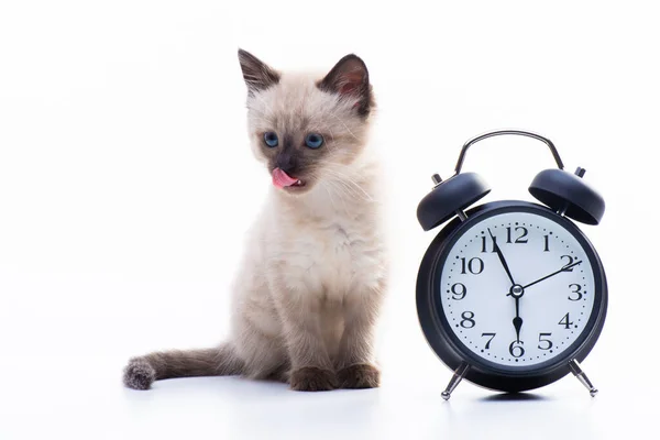 Pequeño Gatito Siamés Tailandés Crianza Gato Con Ojos Azules Color —  Fotos de Stock