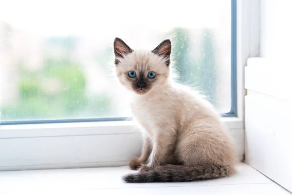 Small Siamese Kitten Sits Room Windowsill Looks Camera High Quality — 图库照片
