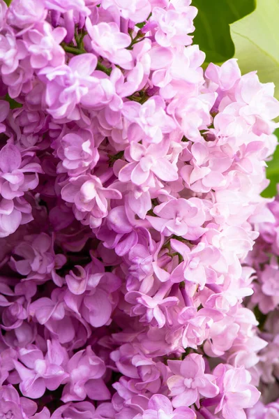 Lush Branch Lilac Spring Flowers Bright Flowers Spring Lilac Bush — Stock Photo, Image