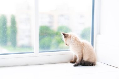 A small Siamese kitten stands in a room on the windowsill and looks out the window. High quality photo