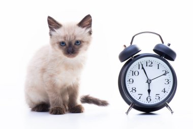 Küçük kedi yavrusu Siyam Tayland cinsi. Mavi gözlü ve bej renkli bir kedi çalar saatin yanında oturuyor. Beslenme ve yaşam diyeti konsepti. Yüksek kalite fotoğraf