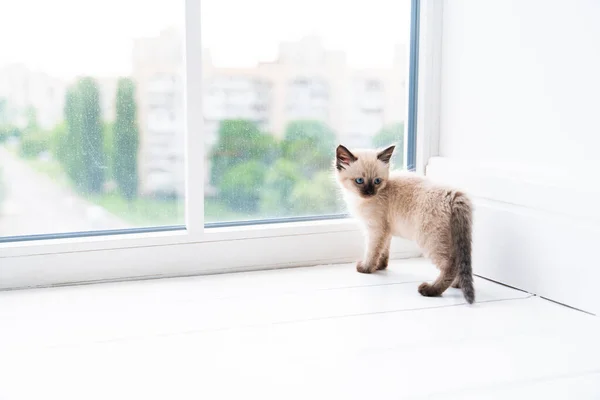 Malé Siamské Koťátko Stojí Místnosti Parapetu Kvalitní Fotografie — Stock fotografie