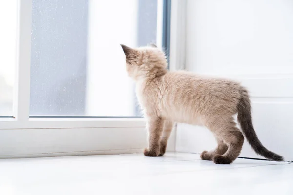 Malé Siamské Koťátko Stojí Místnosti Parapetu Dívá Okna Kvalitní Fotografie — Stock fotografie