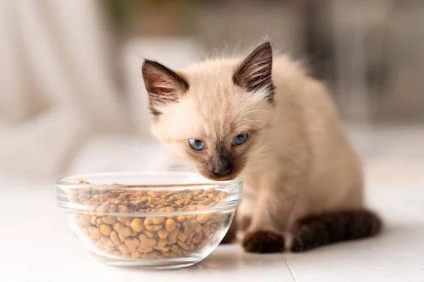 솜털같은 고양이가 그릇에서 음식을 고양이 품종이다 고품질 — 스톡 사진