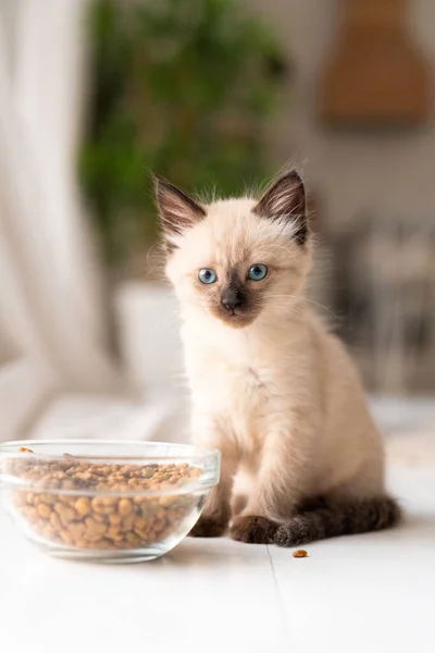 Small Kitten Plate Dry Food Does Want Eat Cat Got Stockfoto