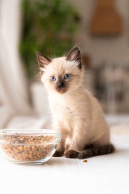 Yanında kuru yiyecek olan küçük bir kedi yavrusu yemek istemez. Kedi hastalandı. Siyam ya da Tayland kedisi. Yüksek kalite fotoğraf