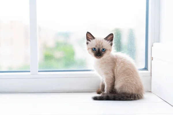 Small Siamese Kitten Sits Room Windowsill Looks Camera High Quality — 图库照片