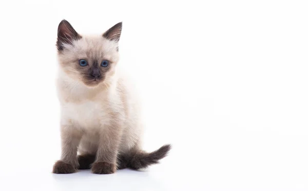 Small Blue Eyed Thai Siamese Kitten Isolation White Background High — 스톡 사진