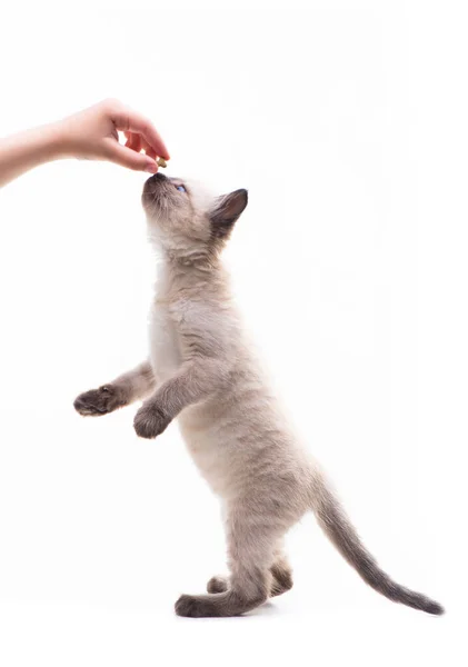 Little Cute Kitten Jumps Hand Holds Food Pet Feeding High — 스톡 사진