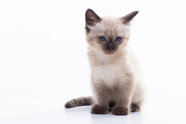 Malé Siamské Koťátko Modrýma Očima Sedí Klidně Izolované Bílém Pozadí — Stock fotografie