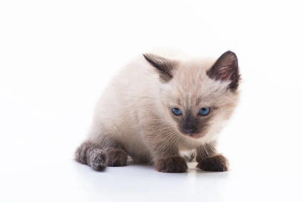 Cute Little Kitten Thai Siamese Breed Blue Eyes Sits Isolated — 图库照片