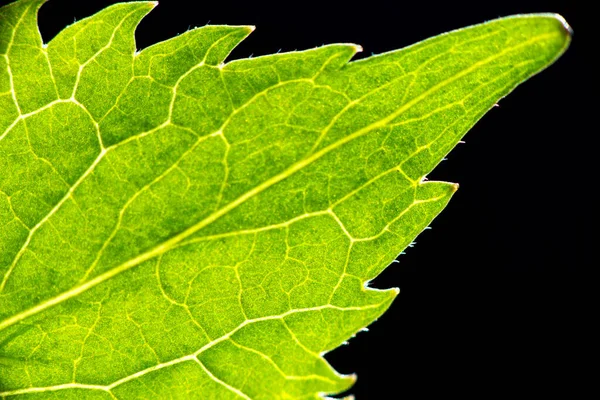 Close Green Leaf Isolated Black Background Part Leaf Veins Macro — Photo
