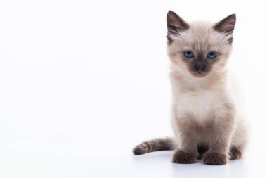 A small Siamese kitten with blue eyes sits calmly isolated on a white background and looks at the camera. High quality photo