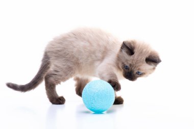 Playful cute kitten of the Siamese Thai breed plays with a ball. High quality photo
