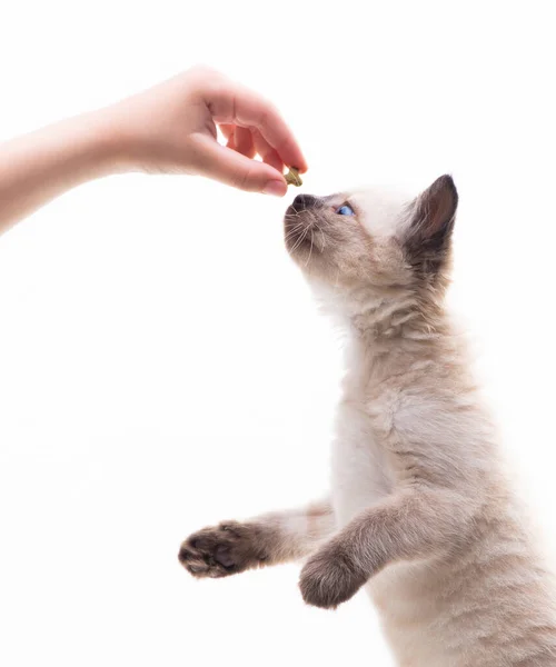 Little Cute Kitten Jumps Hand Holds Food Pet Feeding High — 스톡 사진