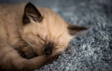 Close-up muzzle of a small cute sleeping kitten. High quality photo