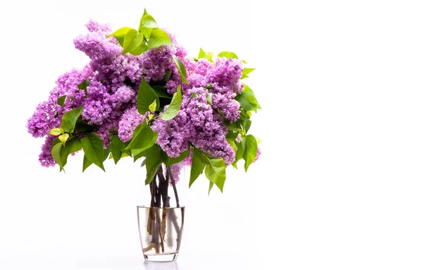 Beautiful Spring Bouquet Purple Lilacs Transparent Glass Vase Isolated White — Foto de Stock